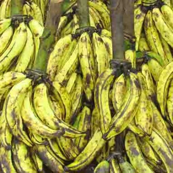Banane plantain foutou du lendemain