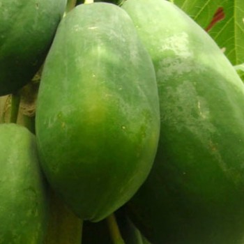 Papaye Solo non mûre (lot de 3 au moins)