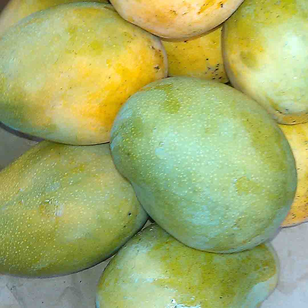 Mangue Bouaké (tas de 4)