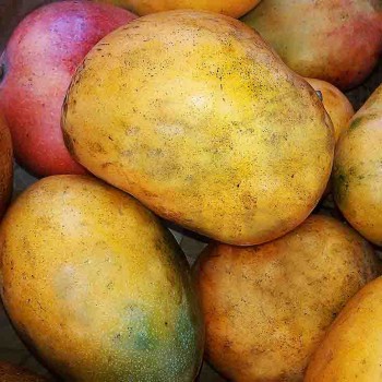 Mangue Séguéla (lot de 4)