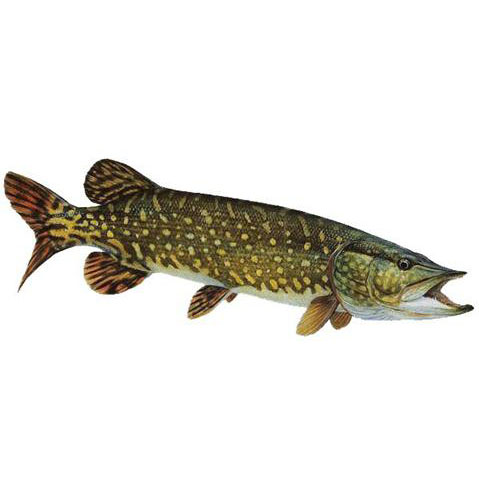 Brochet frais 2Kg minimum (vrai brochet)