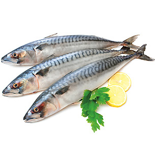 Apolo/Chinchard  frais