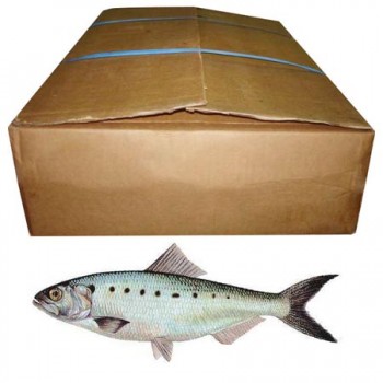 Carton de Asaf frais (15Kg)