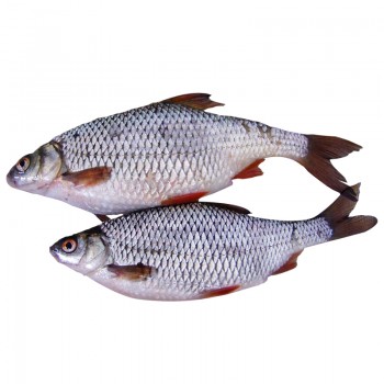 Poisson carpe fraiche d'eau douce (10 Kg)