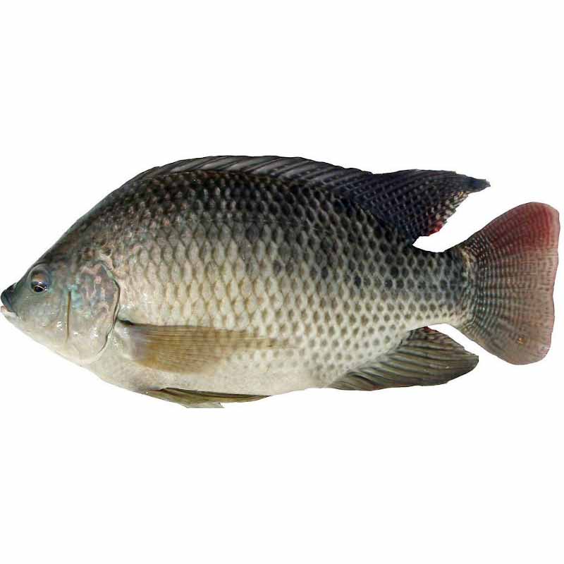 Tilapia frais