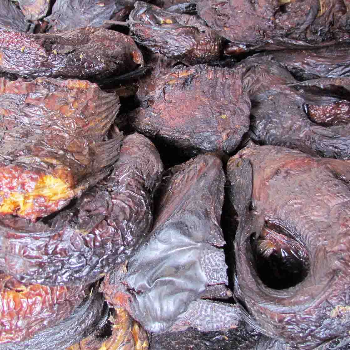 Machoiron grosse tête sec (petit)