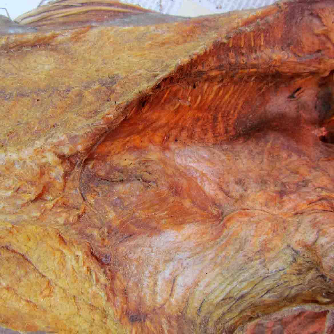 Adjouévan machoiron (Mali)