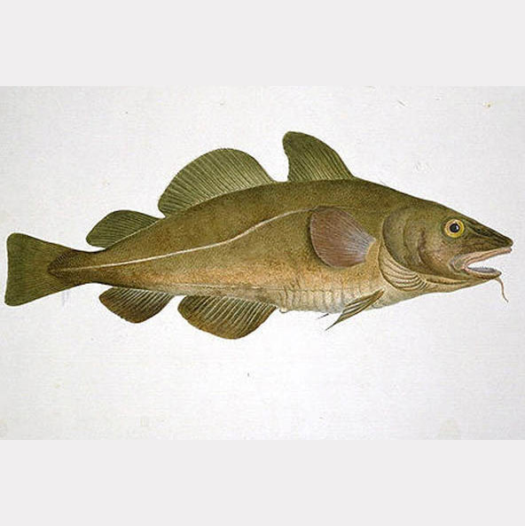 Sosso rouge ou vrai sosso