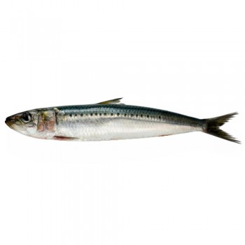 Sardine fraiche