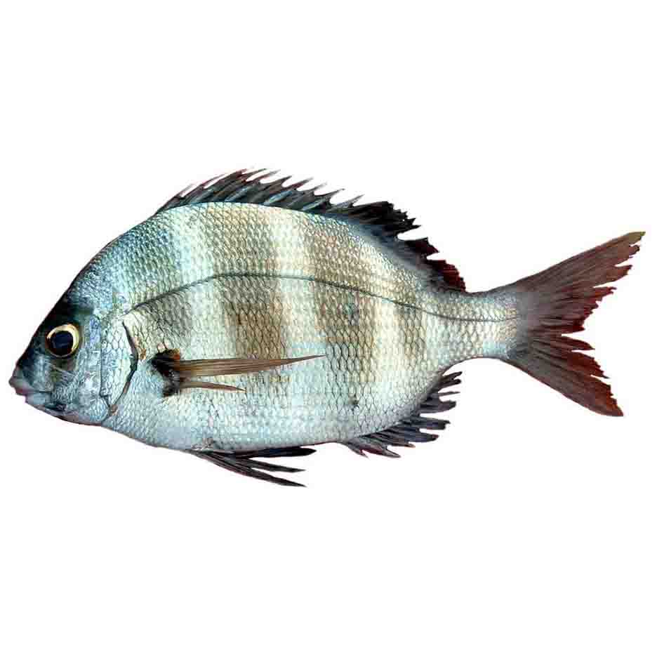 Dorade fraiche moyenne