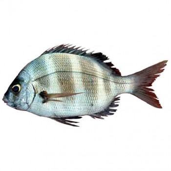 Dorade fraiche moyenne