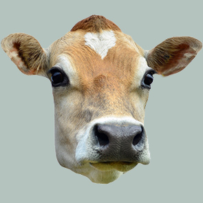 Tête de boeuf local