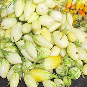 Aubergine clôn'gbô (petite forme)