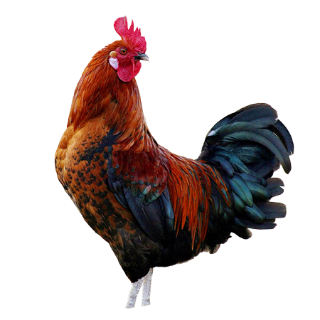 Poulet bicyclette (moyen) plumé-livré