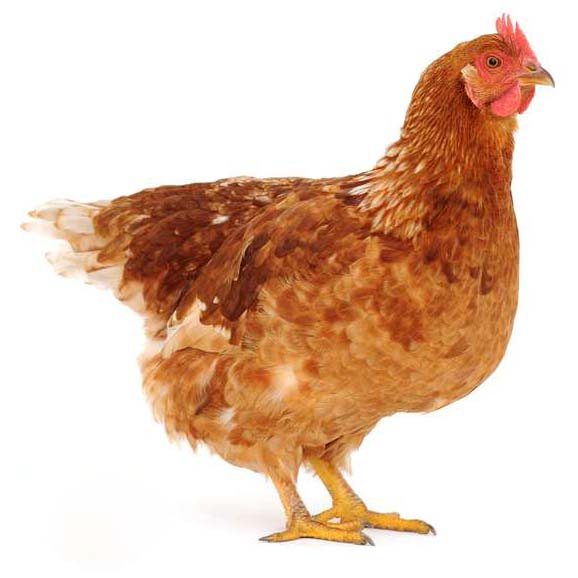 Poulet pondeuse ( plumé-livré)