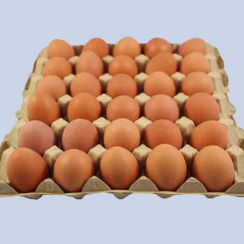 Plaquette d'oeuf moyen