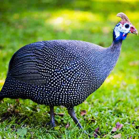 Pintade (plumée livrée)