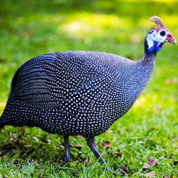 Pintade (plumée livrée)