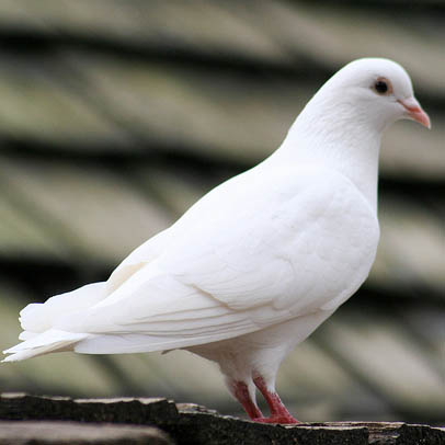 Pigeon Blanc