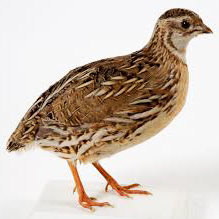 Caille Jumbo (230g-300 g)