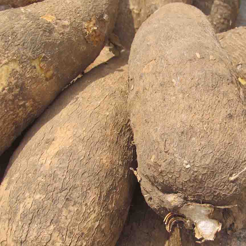 Igname Kponan du Ghana (à partir de 2kg)