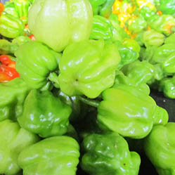 Piment de garba vert et rouge (mélange de vert et rouge)