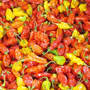 Piment rouge frais