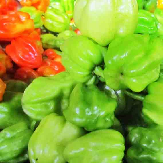 Piment de garba mélange de verts et rouges (en tas)