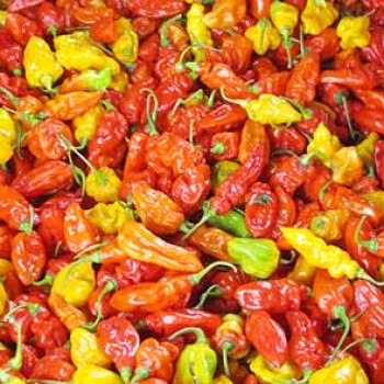 Piment rouge frais (en tas)