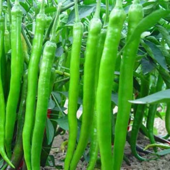 Piment long vert de Chine