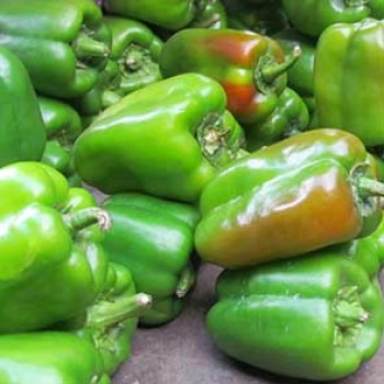 Poivron vert