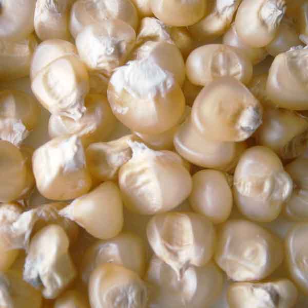 Sac de maïs blanc (25 Kg)