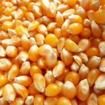 Sac de maïs jaune (50 Kg)