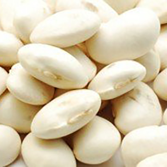 Haricot blanc