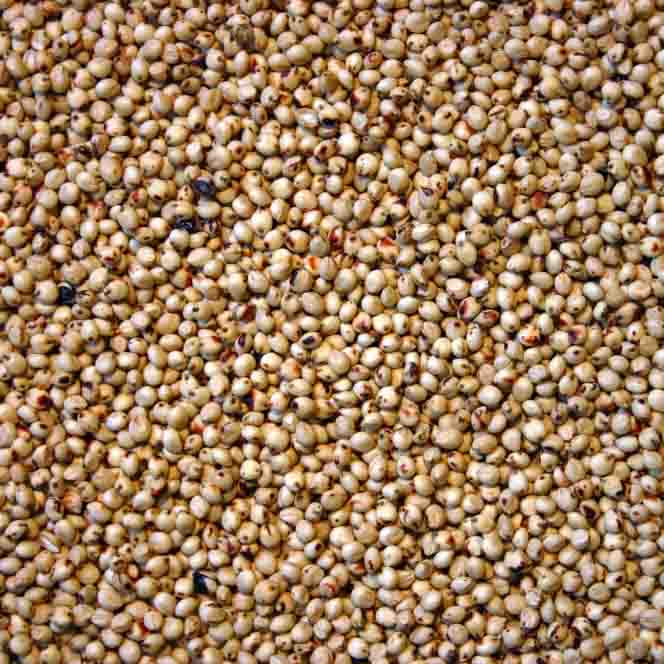 Sac de sorgho blanc (50 Kg)