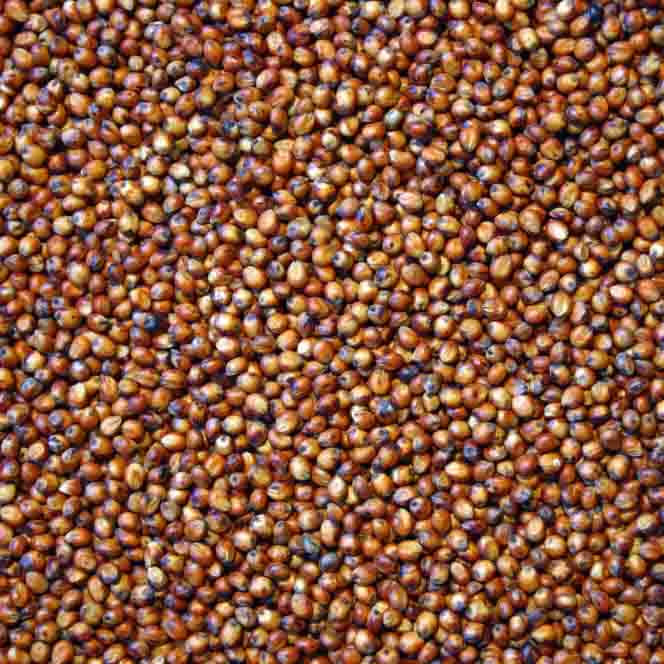 Sac de sorgho rouge (25 Kg)