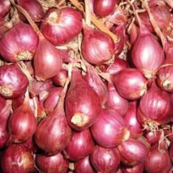 Échalotes rouges