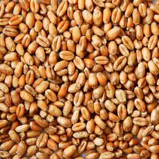 Sac de blé en grains (50 Kg)