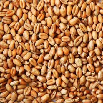 Sac de blé en grains (100 Kg)