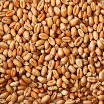 Blé en grains