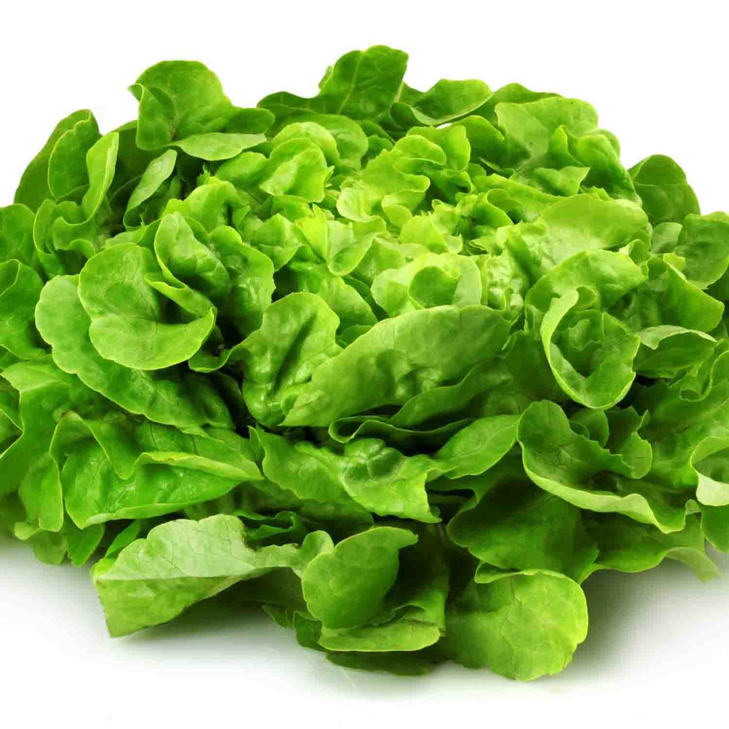 Salade/Laitue ( botte moyenne)