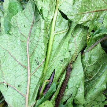 Feuilles de Aubergine