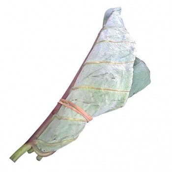 Feuilles de taro attachées