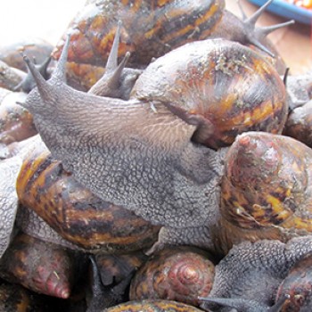 Escargot rouge moyens petits (environ 4 escargots)