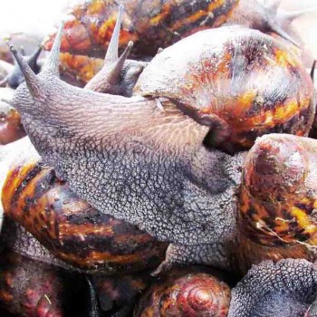 Escargot rouge moyen gros (environ 4 escargots)