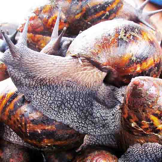 Escargot rouge plus gros (environ 4 escargots)