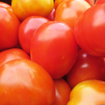 Tomate fraiche de Côte d'Ivoire