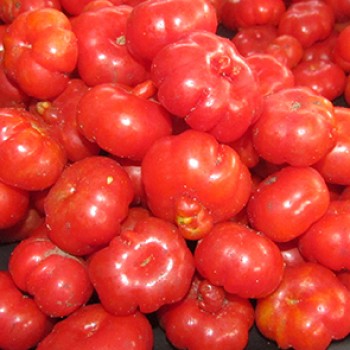Tomate africaine (petit tas)