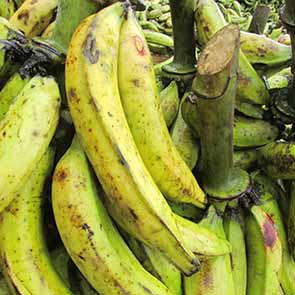 Banane plantain foutou du même jour